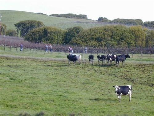 Point Reyes Vineyard Inn California City Εξωτερικό φωτογραφία