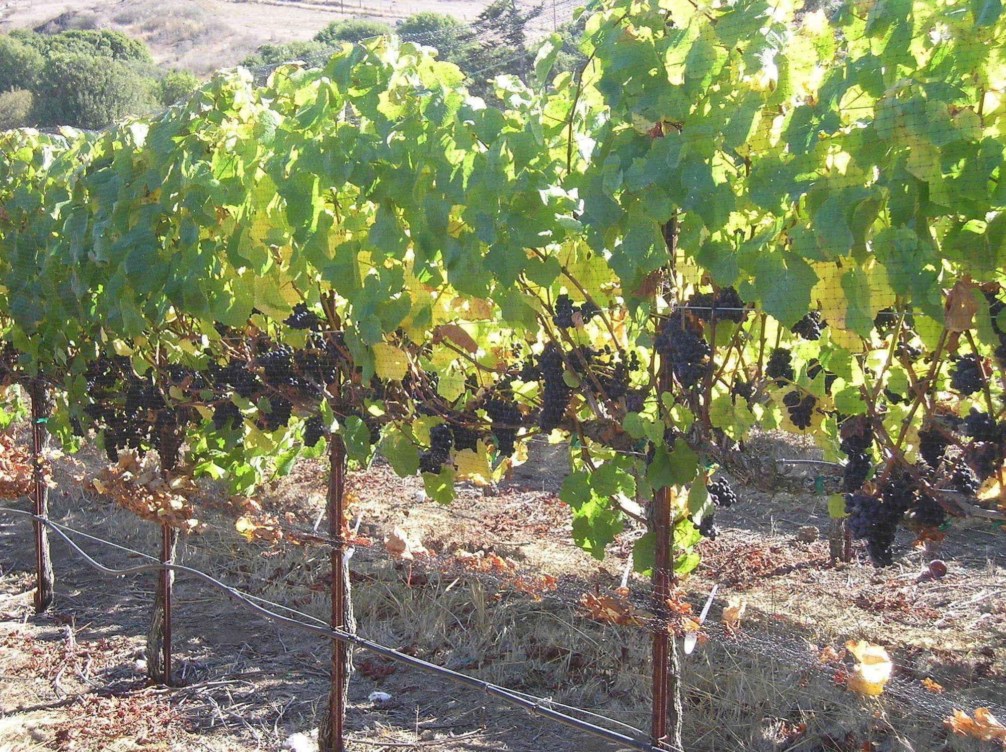 Point Reyes Vineyard Inn California City Εξωτερικό φωτογραφία